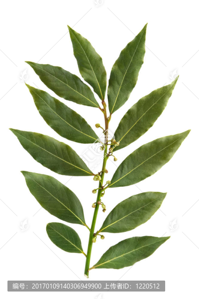 白色背景下的月桂葉