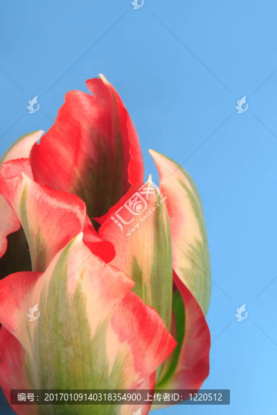 郁金香的花朵