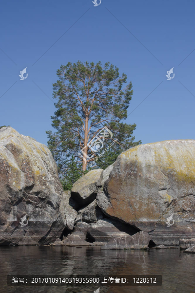 花崗巖中的松樹