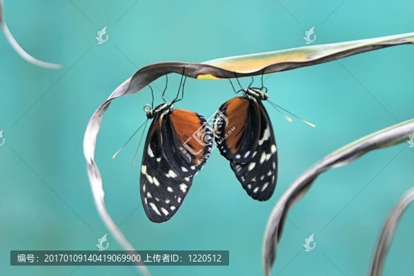 兩只蝴蝶