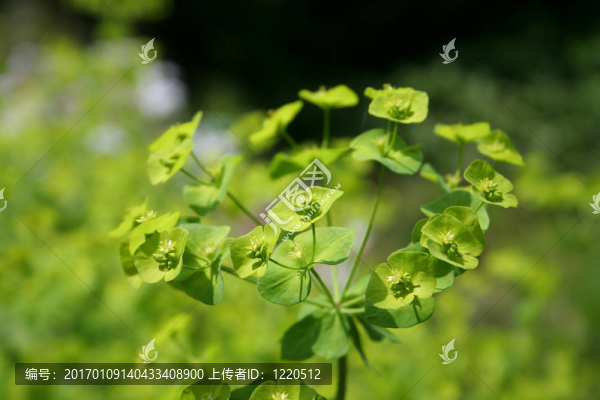 花園里的綠色花