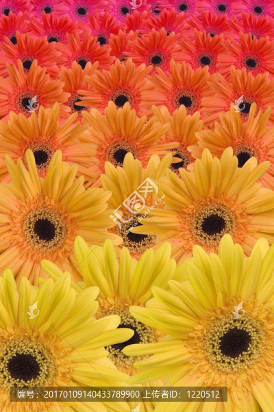 Gerbera,daisy顏色梯度