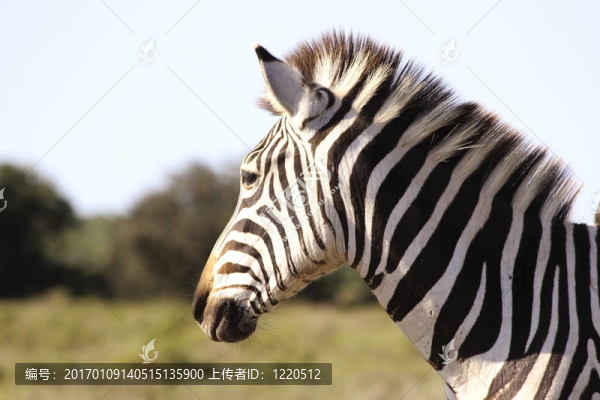 一個burchells斑馬