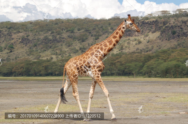 Nakuru,Giraffe,-,3