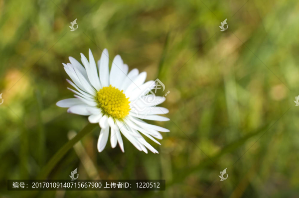 雛菊-匯圖網(wǎng) www.fosd68.com 雛菊