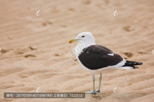 海鷗9