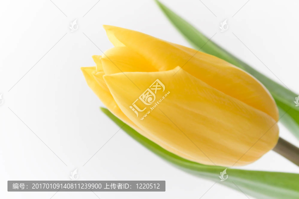 黃郁金香-匯圖網(wǎng) www.fosd68.com 黃郁金香