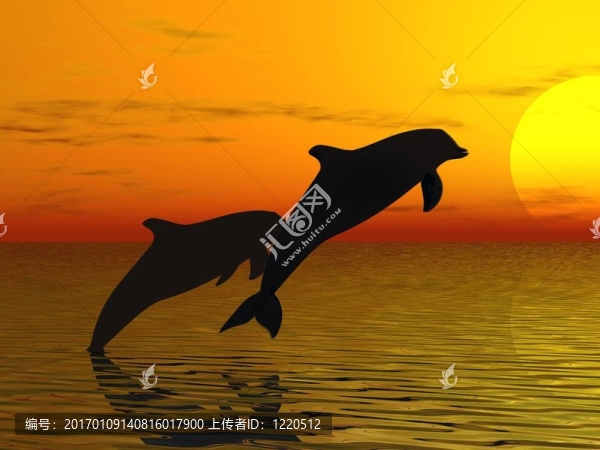 海豚swimmind