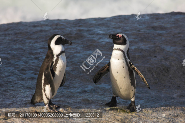 Jackass,Penguin,36