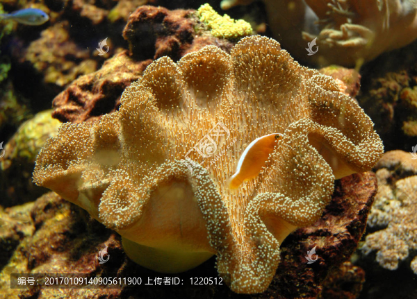 小丑魚(yú)-匯圖網(wǎng) www.fosd68.com 小丑魚(yú)