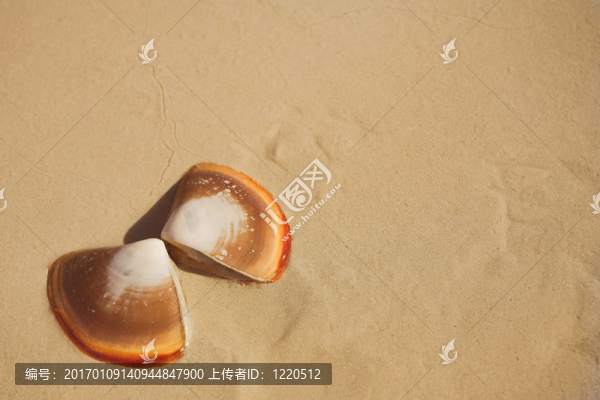 沙灘上的貝殼