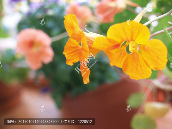 花卉在花壇