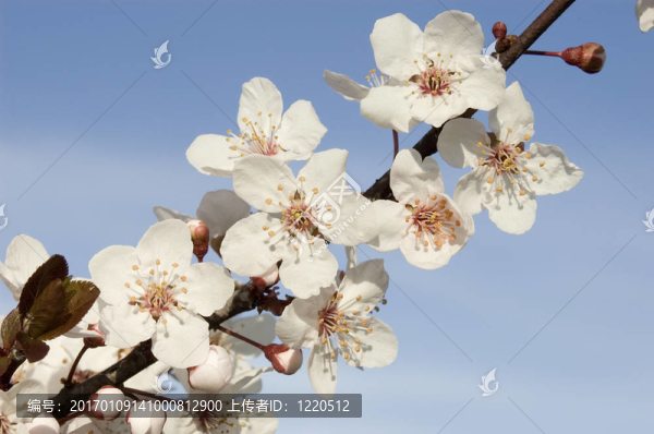 蘋果花