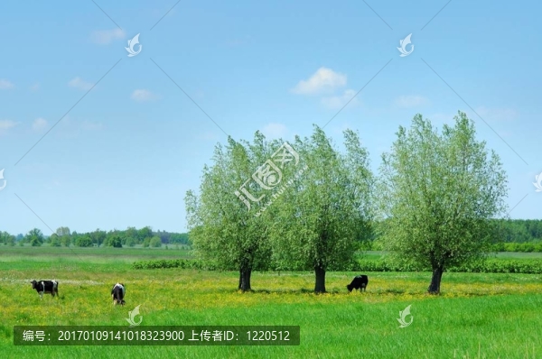 夏天的風景