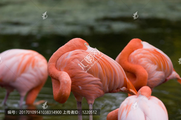 火烈鳥