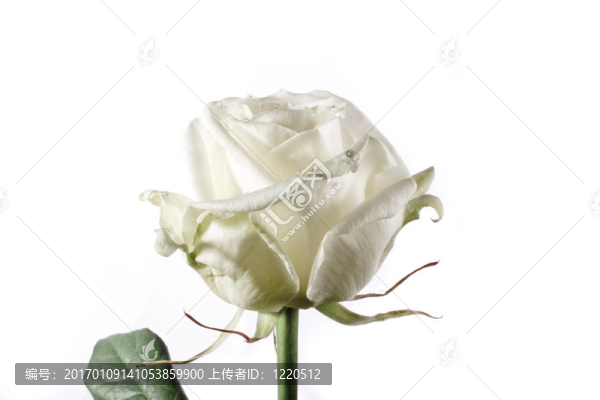 白玫瑰