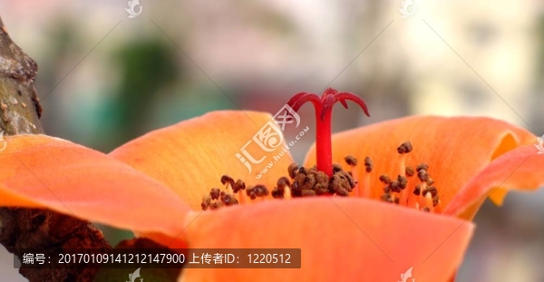 紅絲棉花花