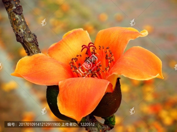紅絲棉花花