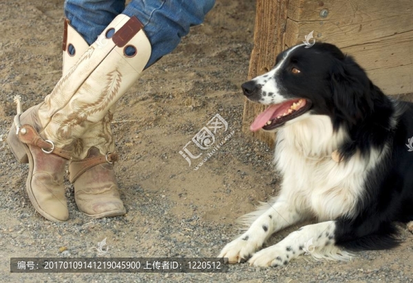 牛仔靴和狗