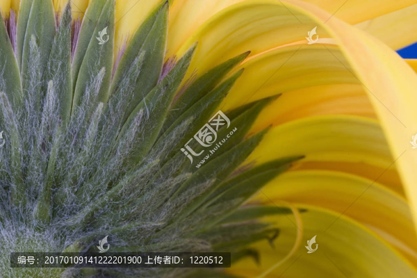 Gerbera,daisy摘要