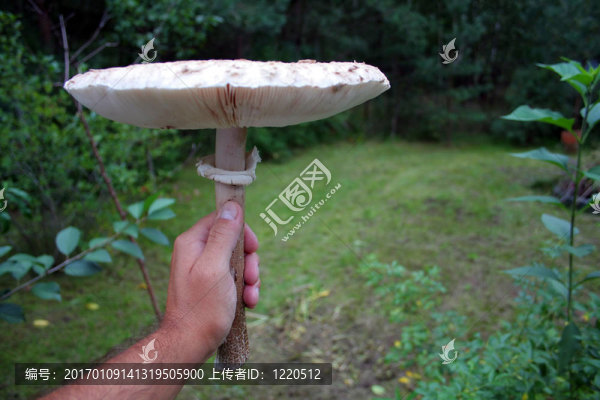 巨大的蘑菇
