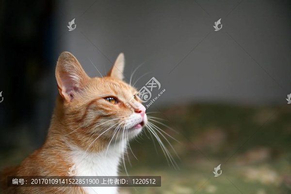 看貓
