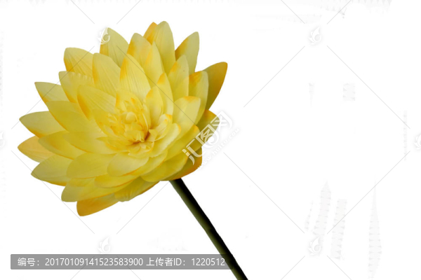 黃色的花-匯圖網(wǎng) www.fosd68.com 黃色的花