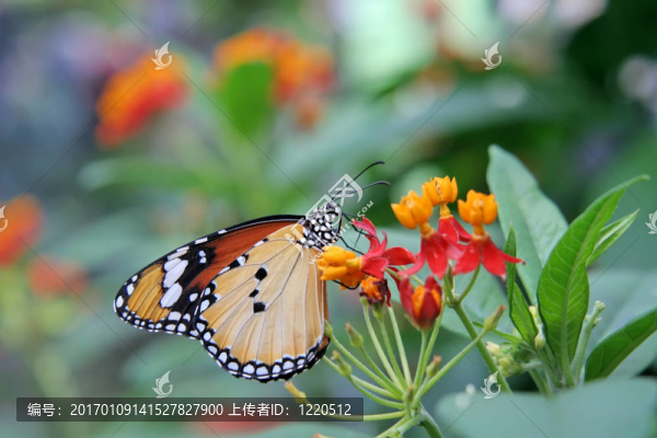 蝴蝶花。
