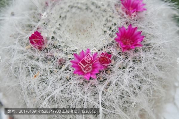 仙人掌開花