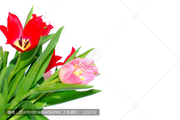 彩色復(fù)活節(jié)花卉背景；郁金香