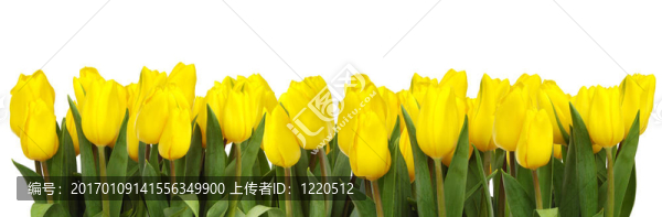 黃色郁金香