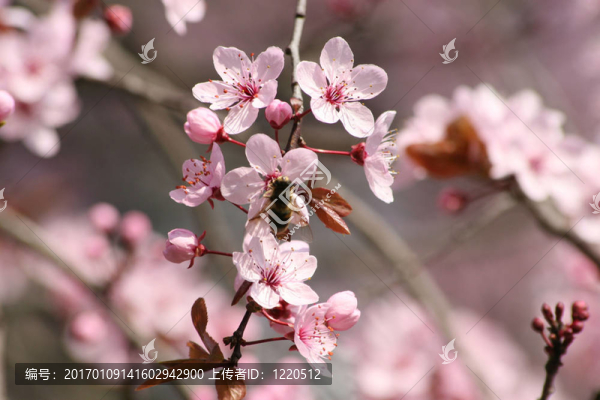 粉紅色的花-匯圖網(wǎng) www.fosd68.com 粉紅色的花