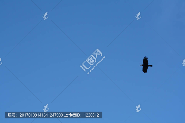 烏鴉的飛行