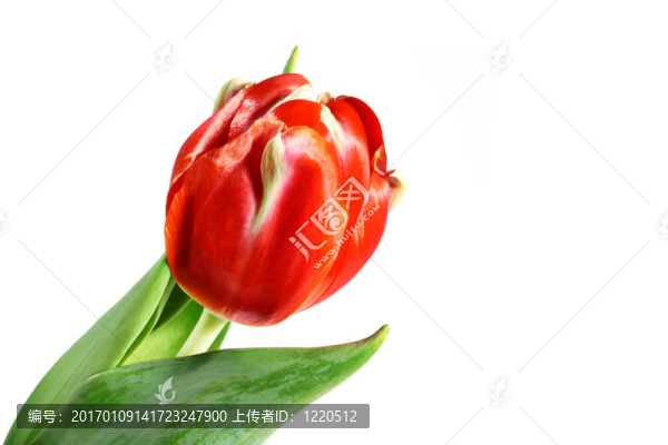 紅色的郁金香