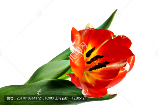 紅色的郁金香