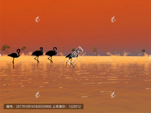 火烈鳥的剪影