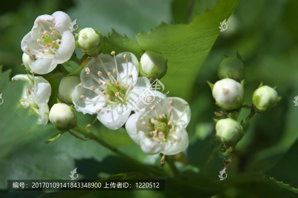 野生蘋果樹枝春季開花