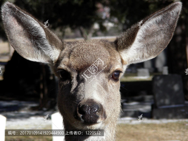 大耳朵-匯圖網(wǎng) www.fosd68.com 大耳朵