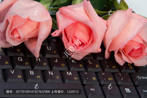 玫瑰-匯圖網(wǎng) www.fosd68.com 玫瑰