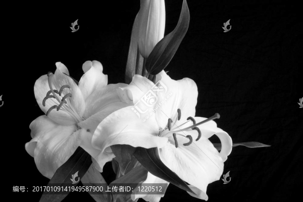 兩個白色的百合