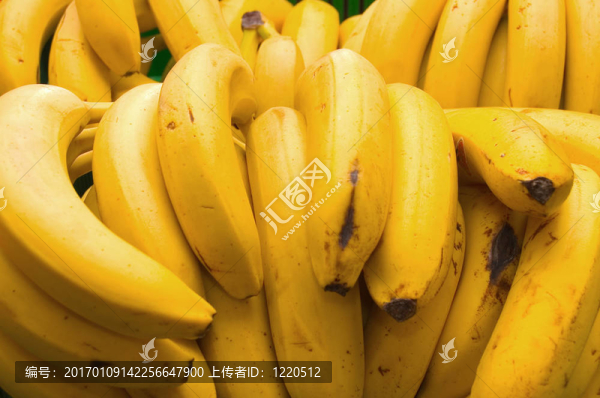 香蕉-匯圖網(wǎng) www.fosd68.com 香蕉