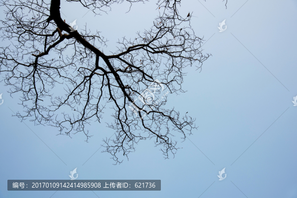 枯樹