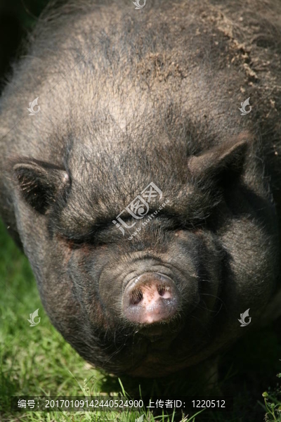 豬-匯圖網(wǎng) www.fosd68.com 豬