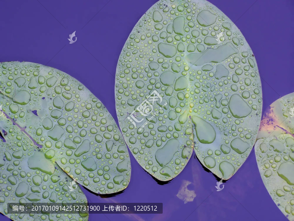 睡蓮漂浮