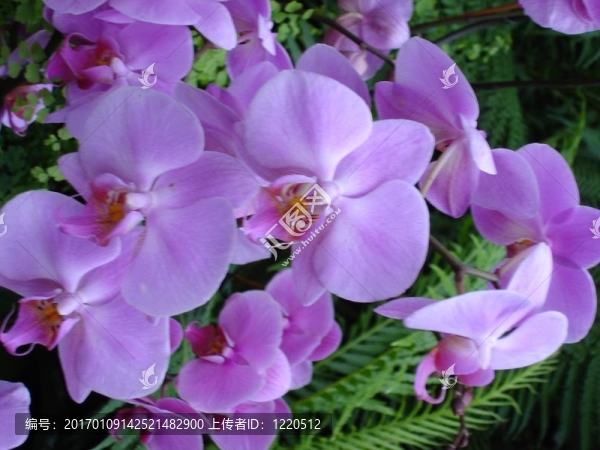 蘭花