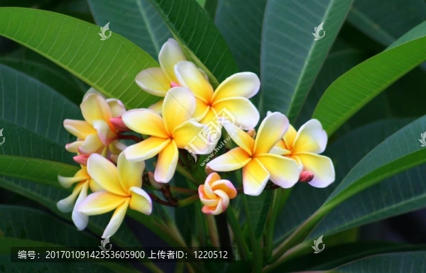 開滿了鮮花
