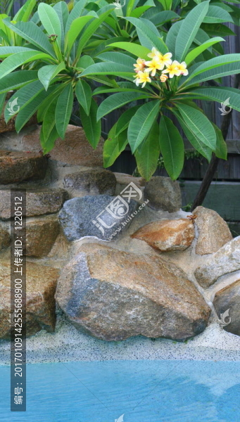 雞蛋花