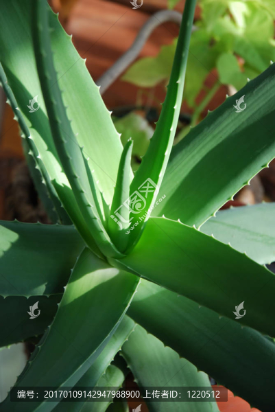Aloe,Vera的植物