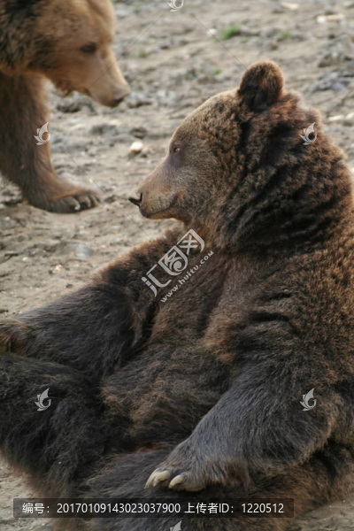 白日夢(mèng)的棕熊（Ursus,arctos）