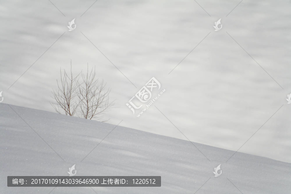 孤獨的雪